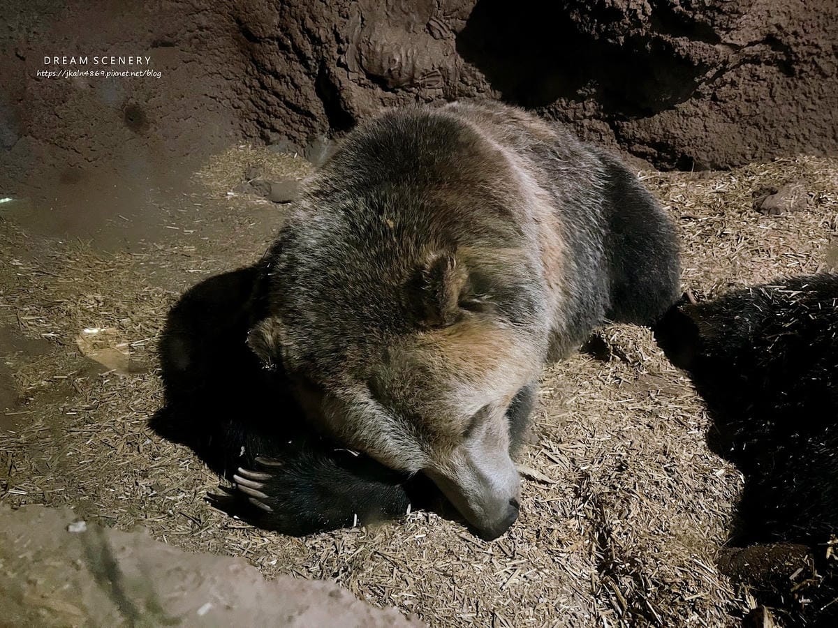 【美國-Arizona】亞利桑那州必訪野生動物園│開車進野生 【美國-Arizona】亞利桑那州必訪野生動物園│開車進野生