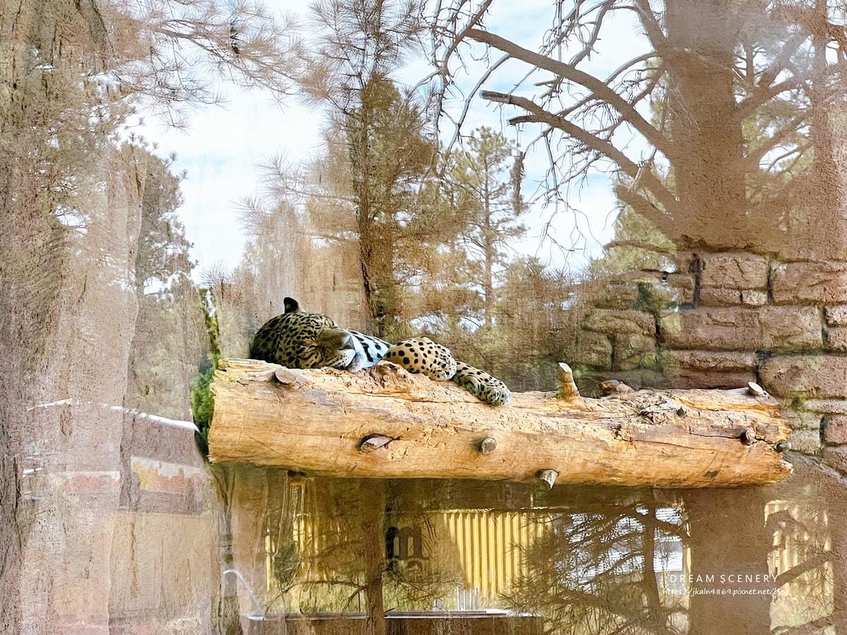 【美國-Arizona】亞利桑那州必訪野生動物園│開車進野生 【美國-Arizona】亞利桑那州必訪野生動物園│開車進野生