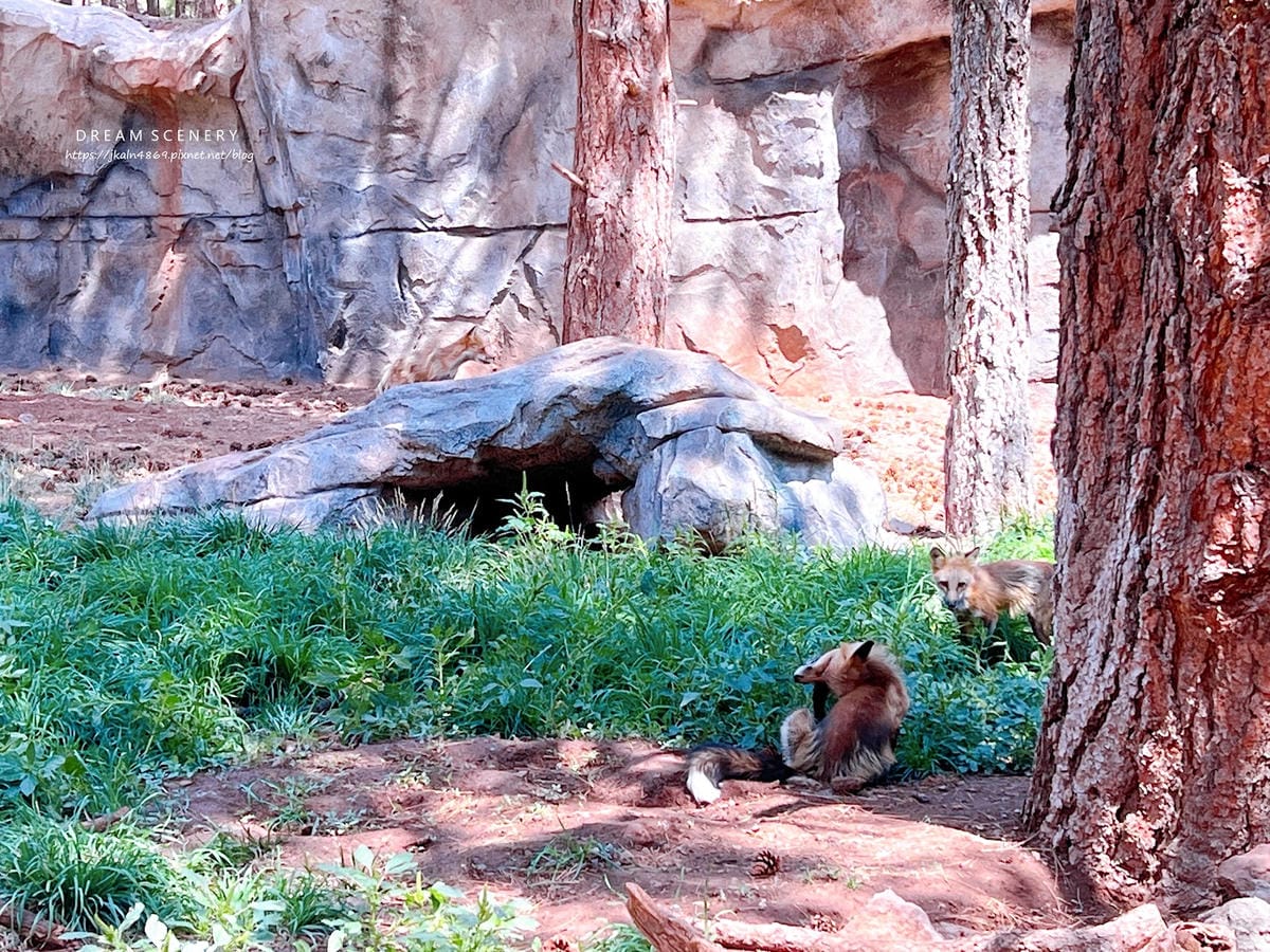 【美國-Arizona】亞利桑那州必訪野生動物園│開車進野生 【美國-Arizona】亞利桑那州必訪野生動物園│開車進野生