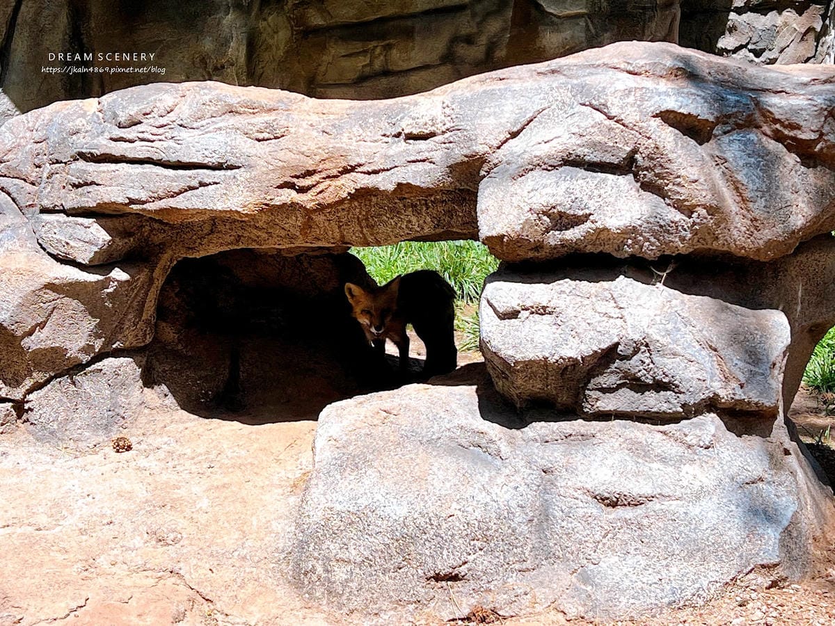 【美國-Arizona】亞利桑那州必訪野生動物園│開車進野生 【美國-Arizona】亞利桑那州必訪野生動物園│開車進野生