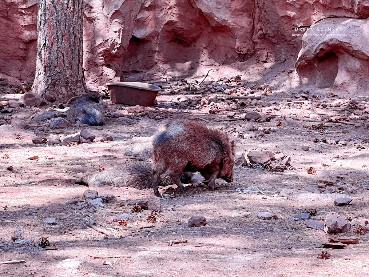 【美國-Arizona】亞利桑那州必訪野生動物園│開車進野生 【美國-Arizona】亞利桑那州必訪野生動物園│開車進野生