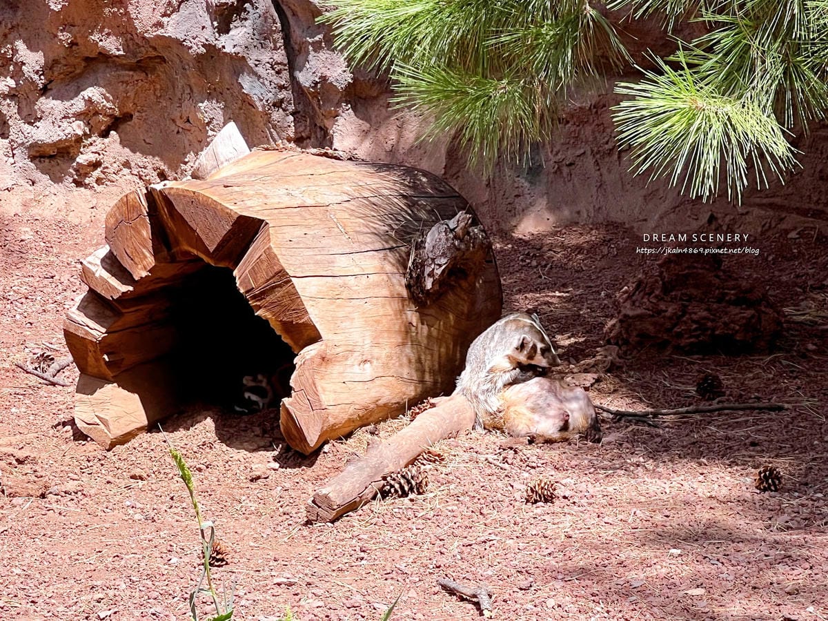 【美國-Arizona】亞利桑那州必訪野生動物園│開車進野生 【美國-Arizona】亞利桑那州必訪野生動物園│開車進野生