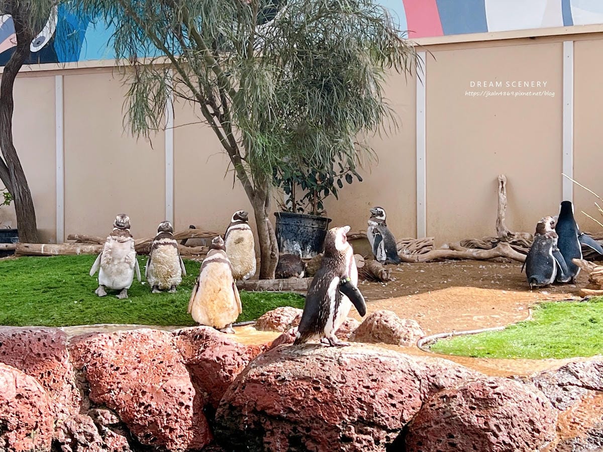 【美國-San Diego】聖地牙哥必訪景點│聖地牙哥海洋世 【美國-San Diego】聖地牙哥必訪景點│聖地牙哥海洋世