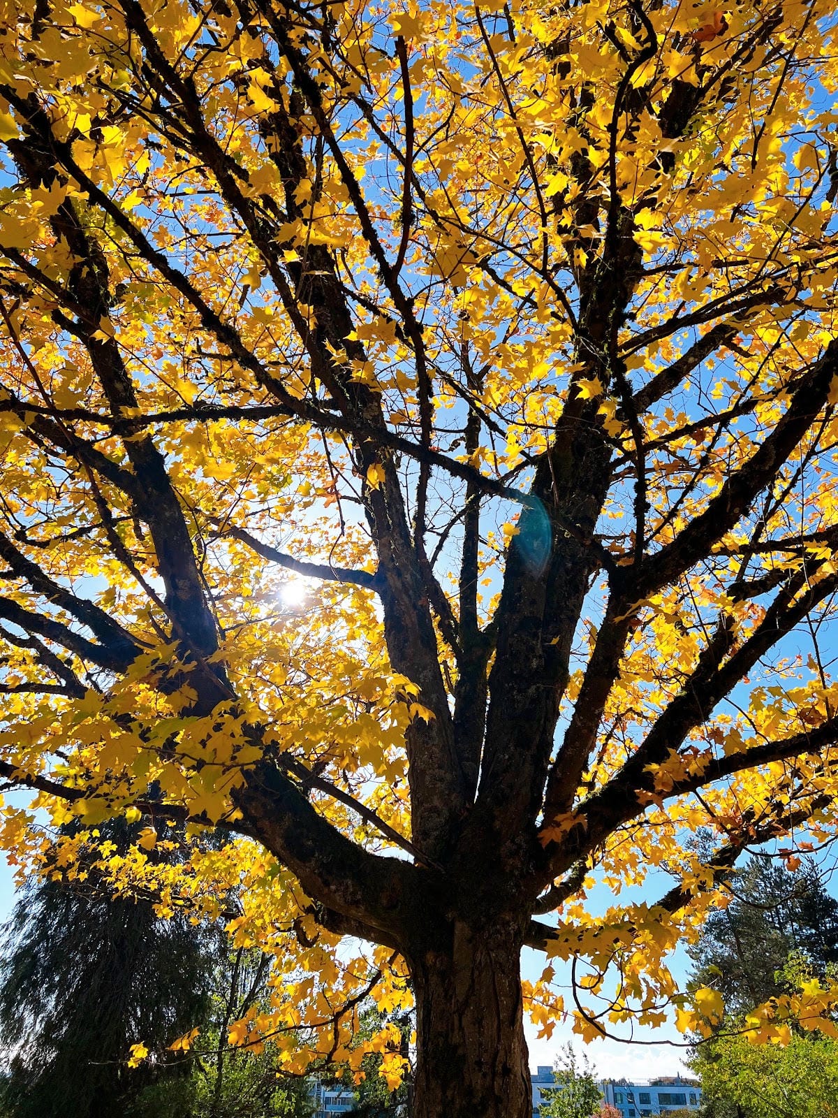 【加拿大- Vancouver】制高點美景與隱藏版藝術裝置│ 【加拿大- Vancouver】制高點美景與隱藏版藝術裝置│