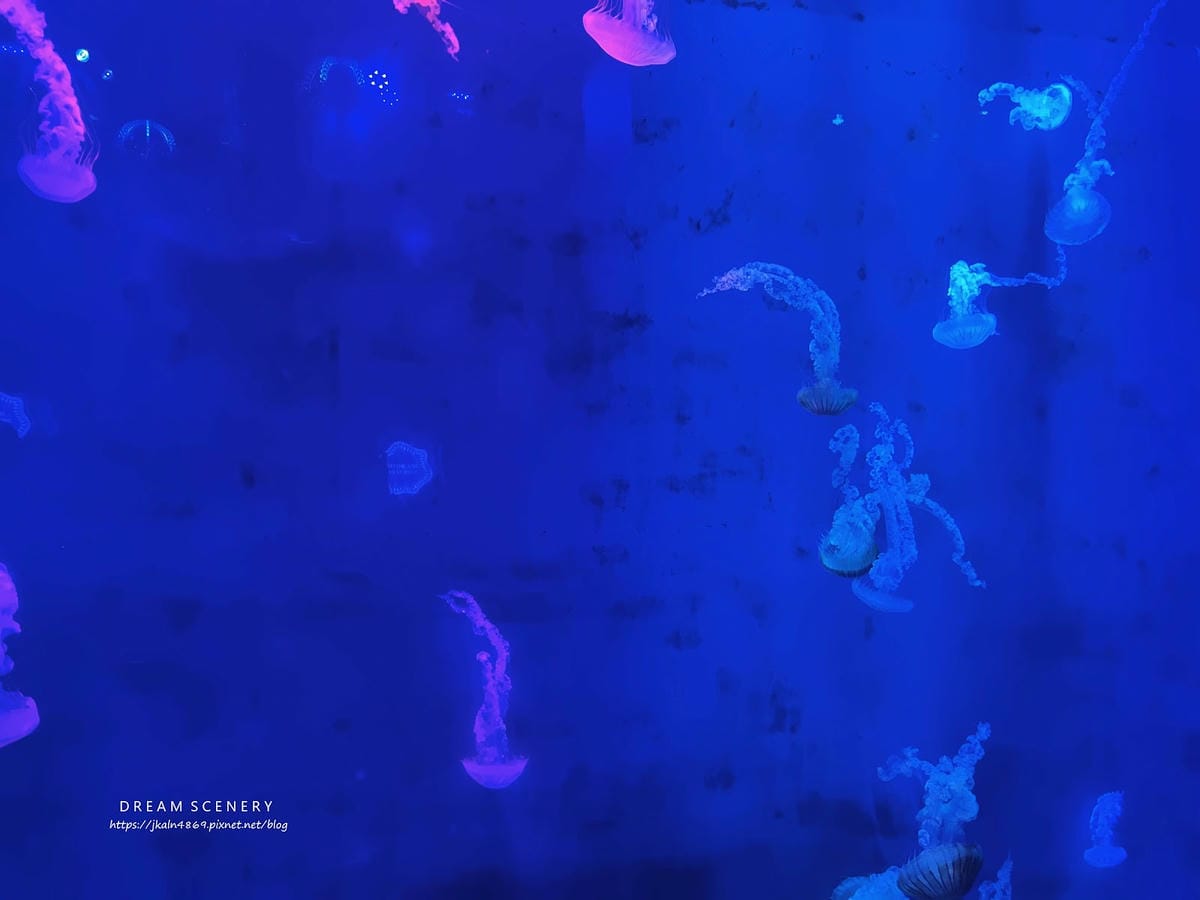 【美國-San Diego】聖地牙哥必訪景點│聖地牙哥海洋世 【美國-San Diego】聖地牙哥必訪景點│聖地牙哥海洋世