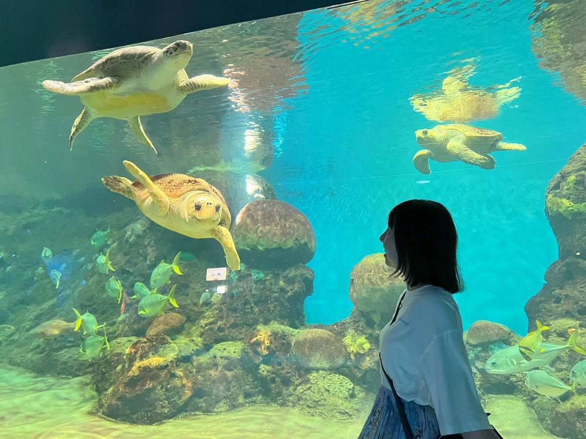 【美國-San Diego】聖地牙哥必訪景點│聖地牙哥海洋世 【美國-San Diego】聖地牙哥必訪景點│聖地牙哥海洋世
