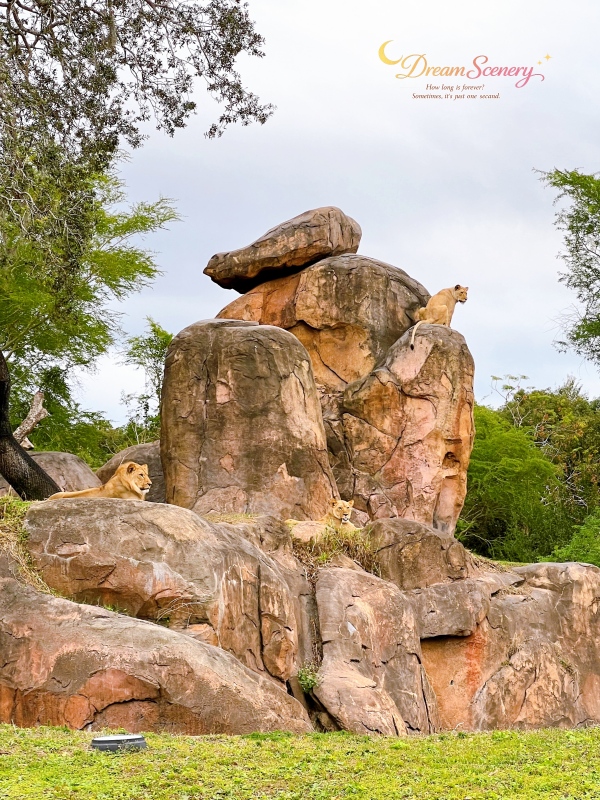 【美國 Florida】2024 Disney’s Animal Kingdom 攻略|一日路線+必玩設施 - 第42張圖 【美國 Florida】2024 Disney’s Animal Kingdom 攻略|一日路線+必玩設施