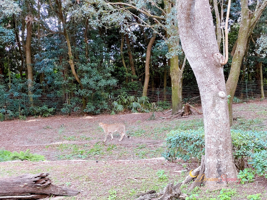【美國 Florida】2024 Disney’s Animal Kingdom 攻略|一日路線+必玩設施 - 第41張圖 【美國 Florida】2024 Disney’s Animal Kingdom 攻略|一日路線+必玩設施