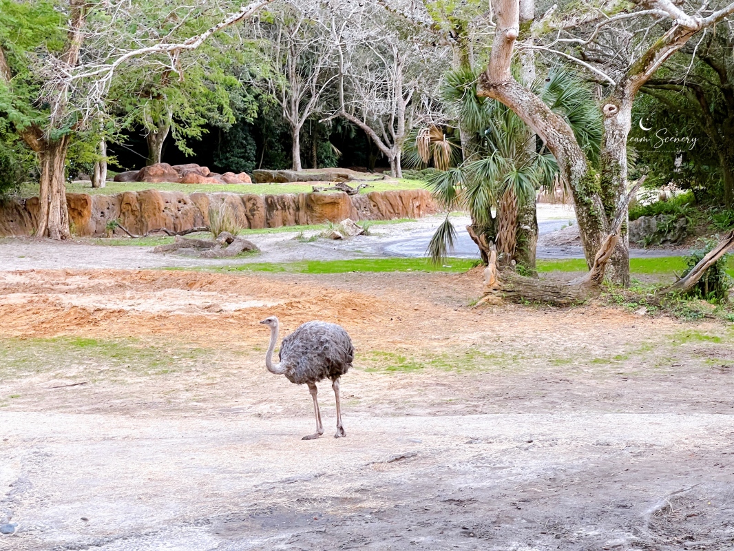 【美國 Florida】2024 Disney’s Animal Kingdom 攻略|一日路線+必玩設施 - 第40張圖 【美國 Florida】2024 Disney’s Animal Kingdom 攻略|一日路線+必玩設施