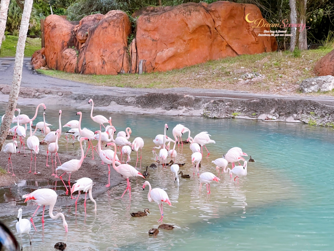 【美國 Florida】2024 Disney’s Animal Kingdom 攻略|一日路線+必玩設施 - 第39張圖 【美國 Florida】2024 Disney’s Animal Kingdom 攻略|一日路線+必玩設施