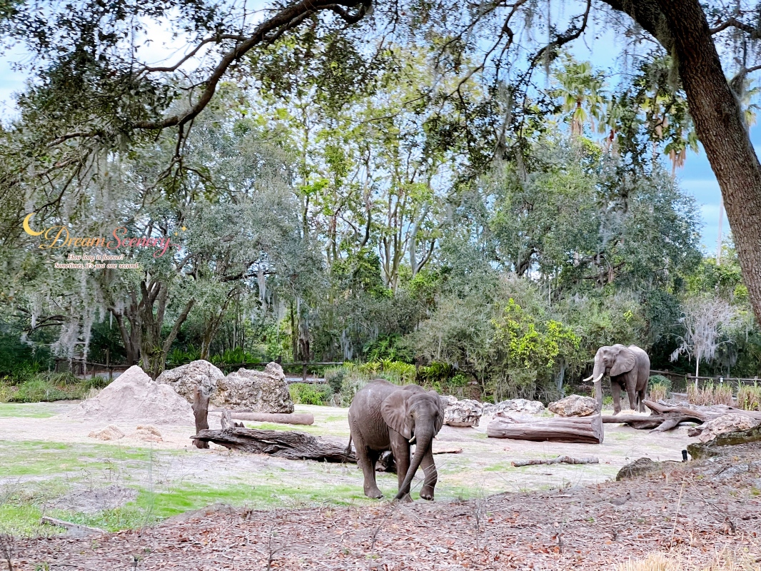 【美國 Florida】2024 Disney’s Animal Kingdom 攻略|一日路線+必玩設施 - 第38張圖 【美國 Florida】2024 Disney’s Animal Kingdom 攻略|一日路線+必玩設施