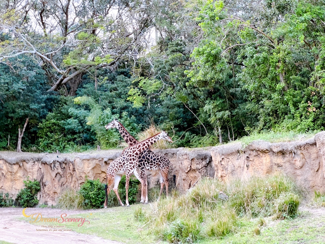 【美國 Florida】2024 Disney’s Animal Kingdom 攻略|一日路線+必玩設施 - 第35張圖 【美國 Florida】2024 Disney’s Animal Kingdom 攻略|一日路線+必玩設施