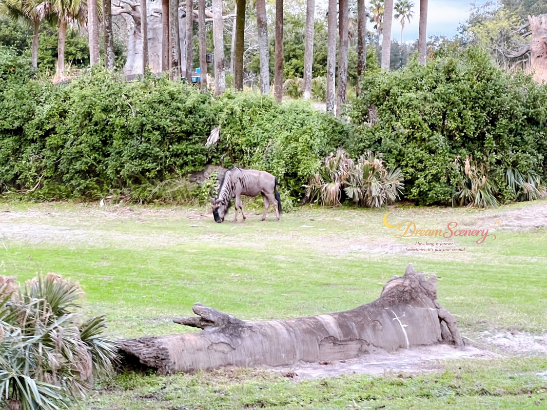 【美國 Florida】2024 Disney’s Animal Kingdom 攻略|一日路線+必玩設施 - 第34張圖 【美國 Florida】2024 Disney’s Animal Kingdom 攻略|一日路線+必玩設施