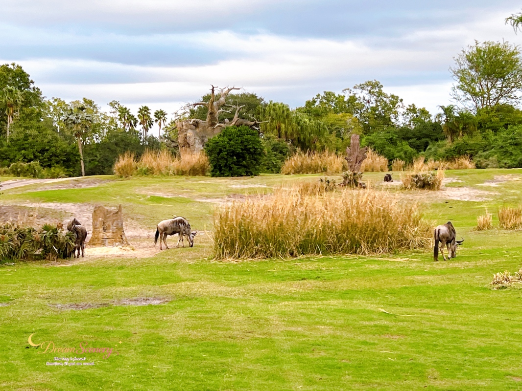 【美國 Florida】2024 Disney’s Animal Kingdom 攻略|一日路線+必玩設施 - 第33張圖 【美國 Florida】2024 Disney’s Animal Kingdom 攻略|一日路線+必玩設施