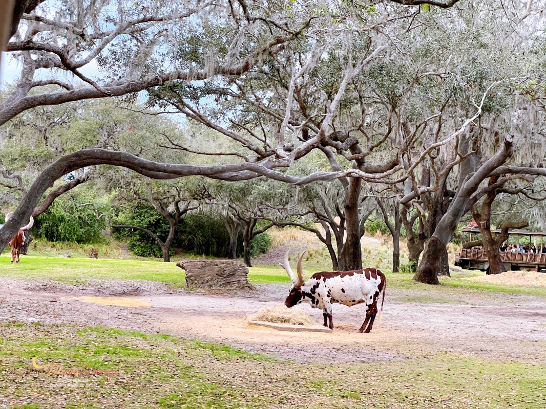 【美國 Florida】2024 Disney’s Animal Kingdom 攻略|一日路線+必玩設施 - 第32張圖 【美國 Florida】2024 Disney’s Animal Kingdom 攻略|一日路線+必玩設施
