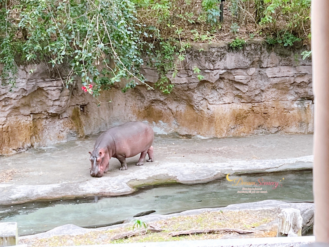 【美國 Florida】2024 Disney’s Animal Kingdom 攻略|一日路線+必玩設施 - 第31張圖 【美國 Florida】2024 Disney’s Animal Kingdom 攻略|一日路線+必玩設施