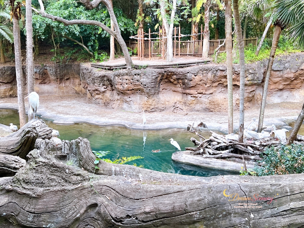 【美國 Florida】2024 Disney’s Animal Kingdom 攻略|一日路線+必玩設施 - 第30張圖 【美國 Florida】2024 Disney’s Animal Kingdom 攻略|一日路線+必玩設施