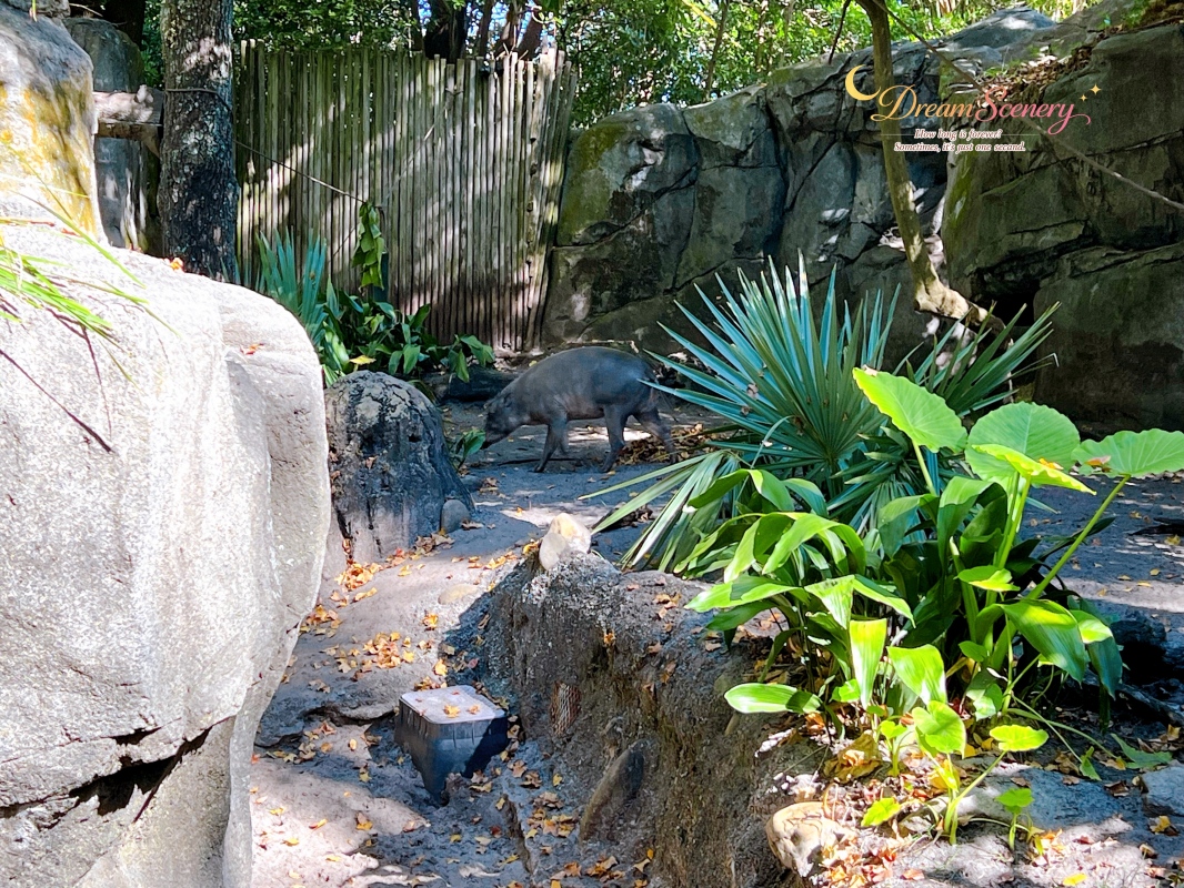 【美國 Florida】2024 Disney’s Animal Kingdom 攻略|一日路線+必玩設施 - 第89張圖 【美國 Florida】2024 Disney’s Animal Kingdom 攻略|一日路線+必玩設施