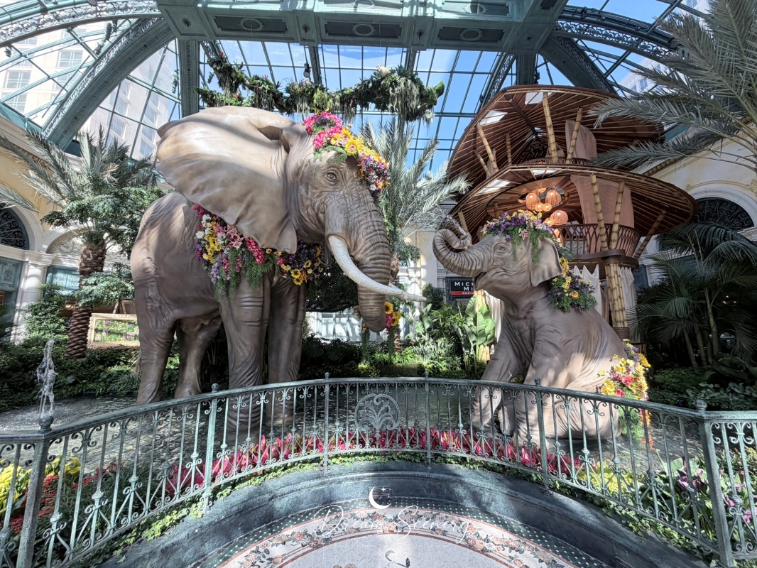 【美國-Las Vegas】Bellagio 花園 Summer 2026「Paradise」:走進沙漠中的熱帶天堂 - 第2張圖 【美國-Las Vegas】Bellagio 花園 Summer 2026「Paradise」:走進沙漠中的熱帶天堂